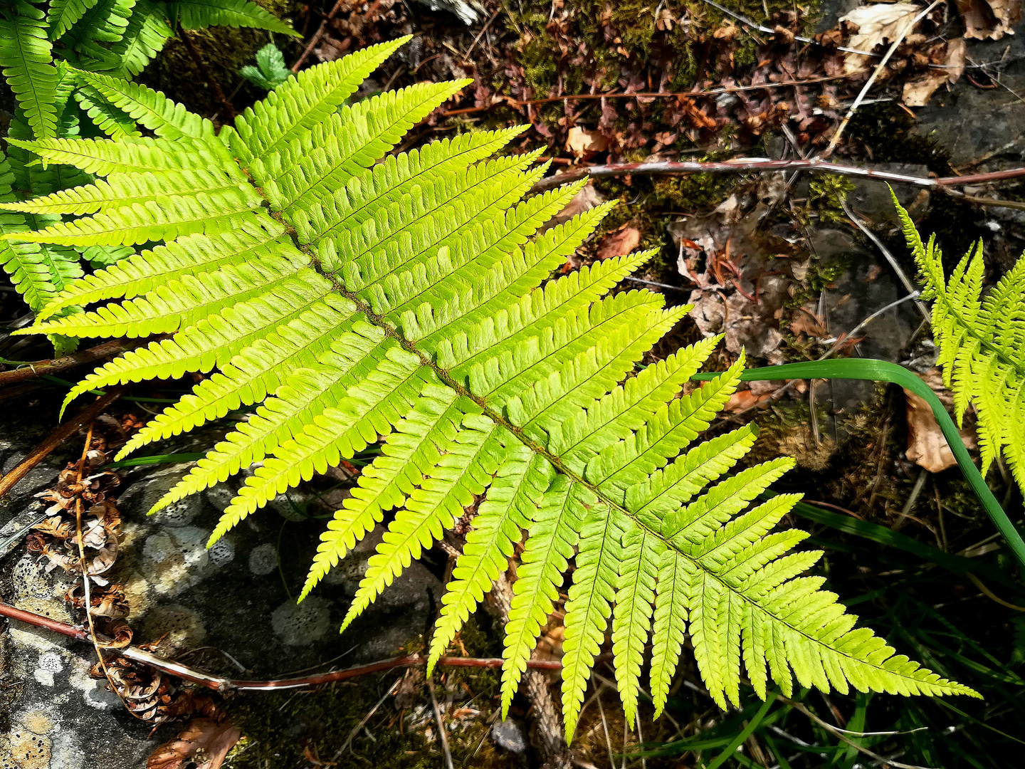 Echter Wurmfarn (Dryopteris)