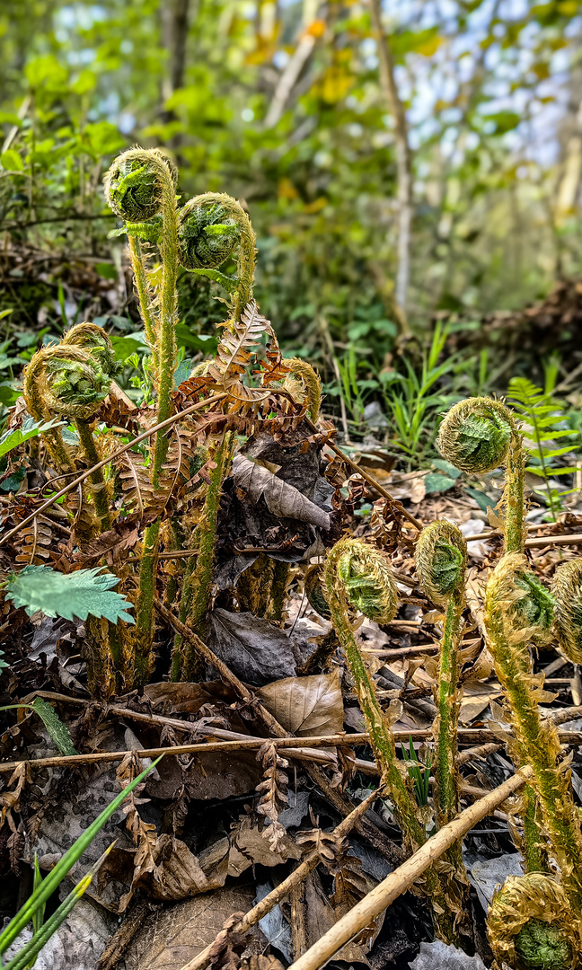 Echter Wurmfarn im wald