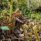 Echter Wurmfarn im wald