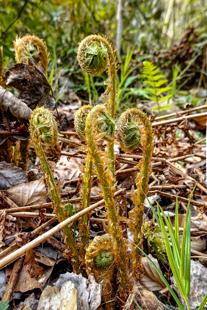 Echter Wurmfarn im wald