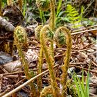 Echter Wurmfarn im wald