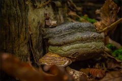 Echter Zunderschwamm (Fomes fomentarius)