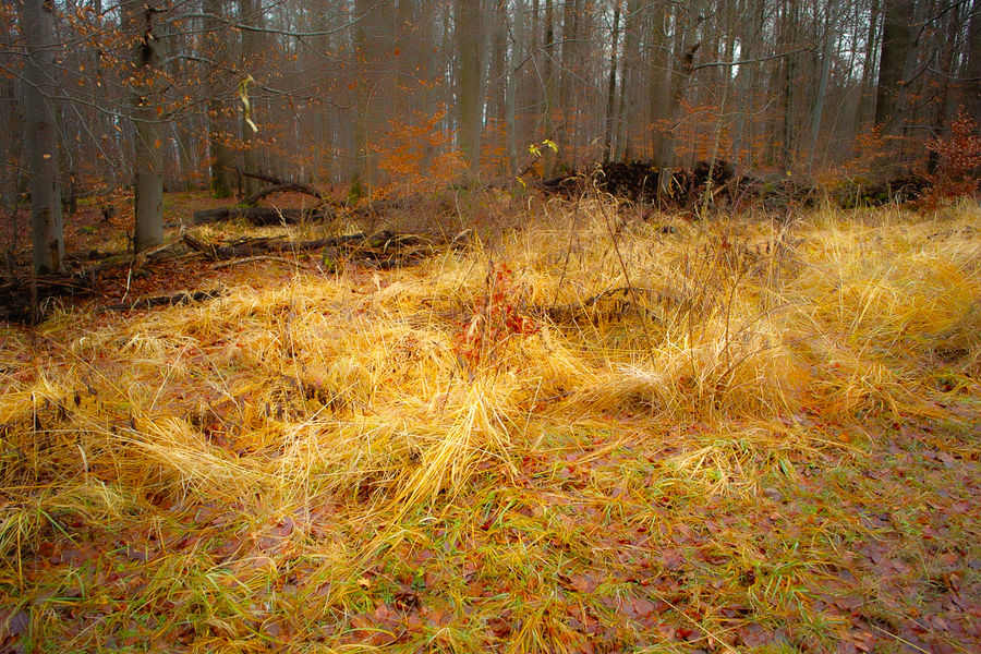 Echterdinger Wald