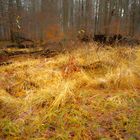 Echterdinger Wald