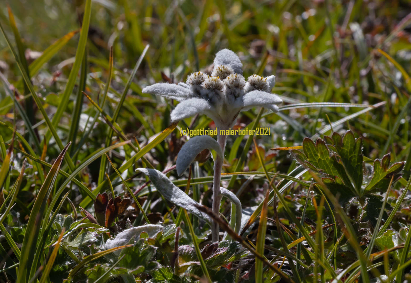 Echtes Alpen Edelweiss