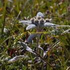 Echtes Alpen Edelweiss