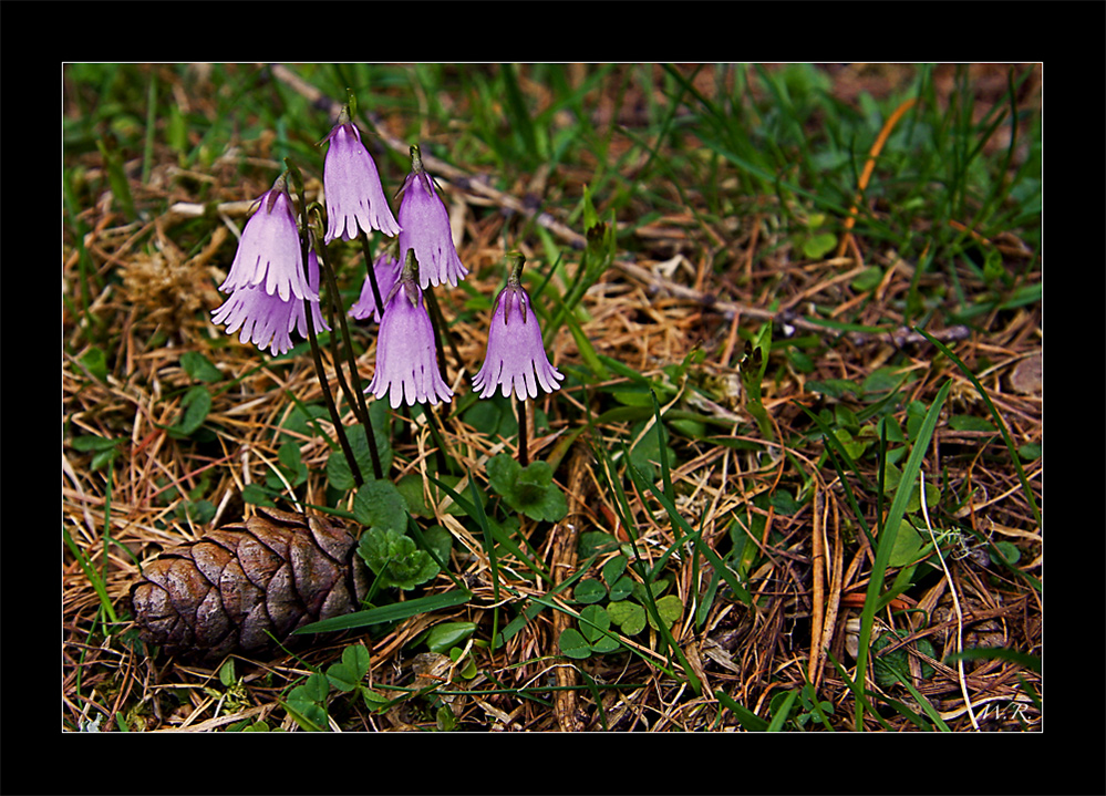 echtes Alpenglöckchen (Soldanella alpina)