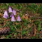 echtes Alpenglöckchen (Soldanella alpina)