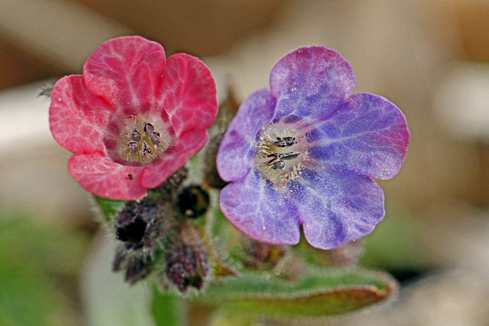 Echtes- bzw. Geflecktes Lungenkraut (Pulmonaria officinalis)