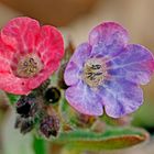 Echtes- bzw. Geflecktes Lungenkraut (Pulmonaria officinalis)