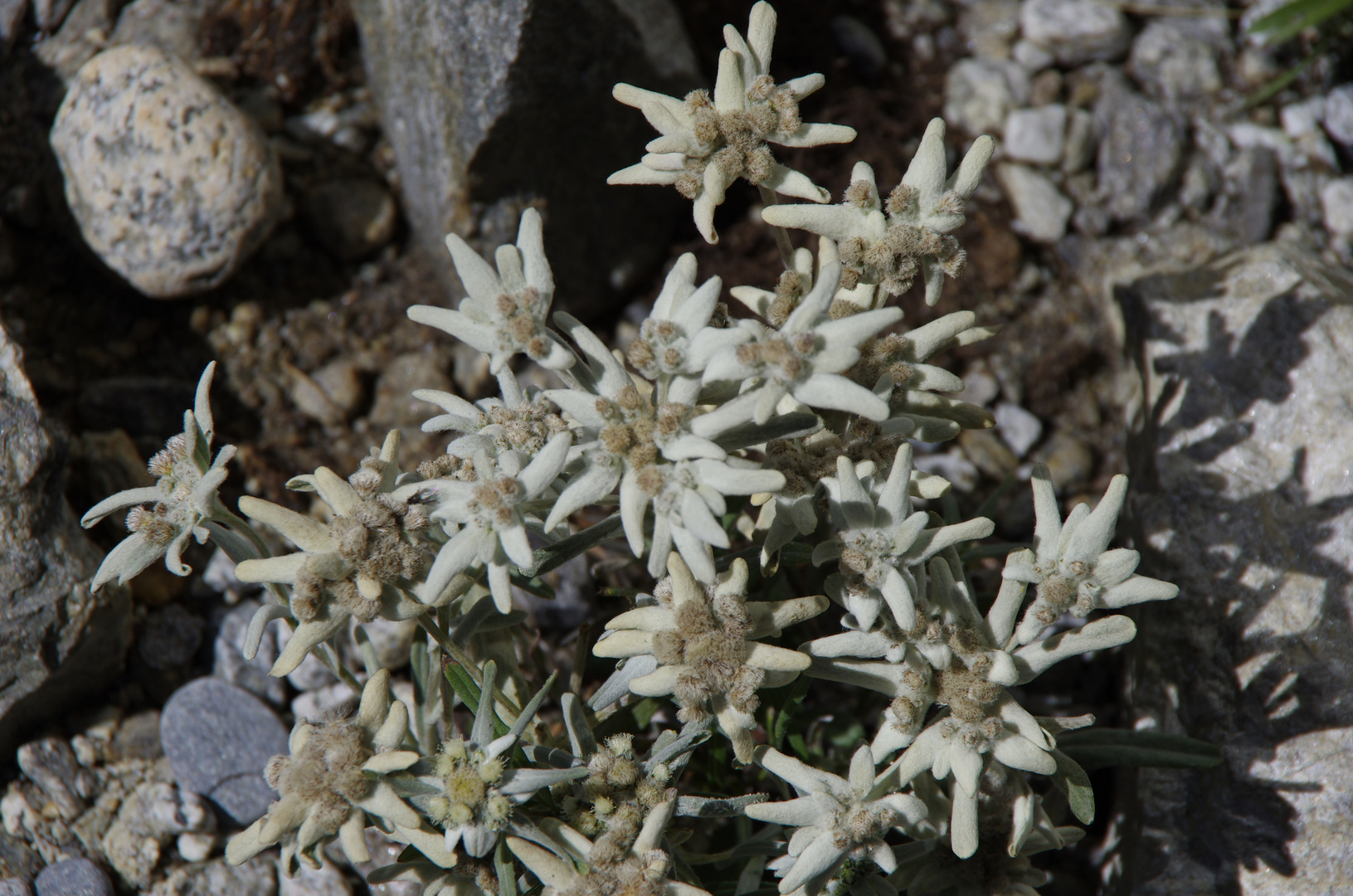 echtes Edelweiss am Rhonegletscher