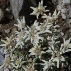 echtes Edelweiss am Rhonegletscher