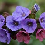 Echtes / Geflecktes Lungenkraut (Pulmonaria officinalis)