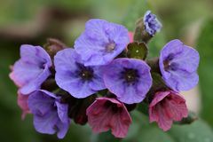 Echtes / Geflecktes Lungenkraut (Pulmonaria officinalis)