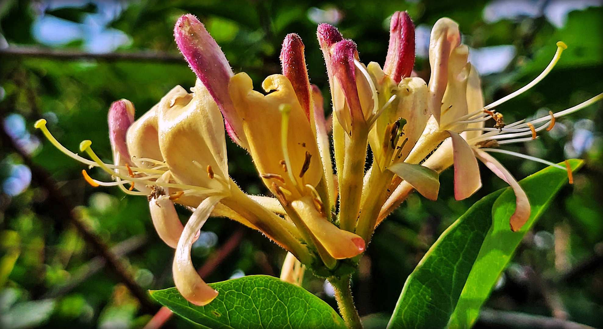 echtes Geißblatt