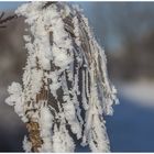 Echtes Haar-Eis - was ist das ? (s. Erläuterung !)