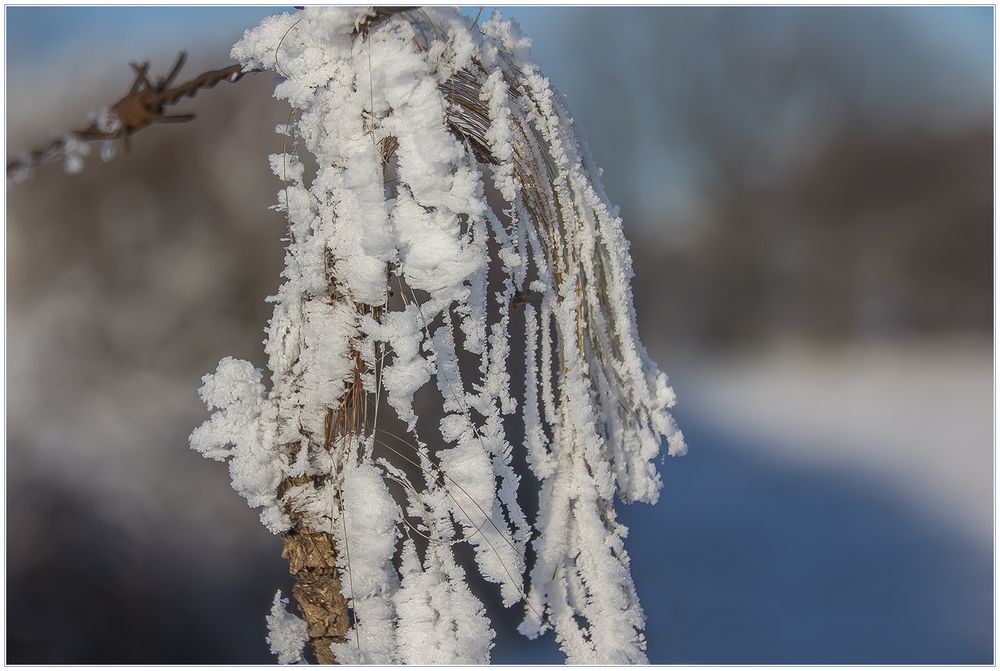 Echtes Haar-Eis - was ist das ? (s. Erläuterung !)