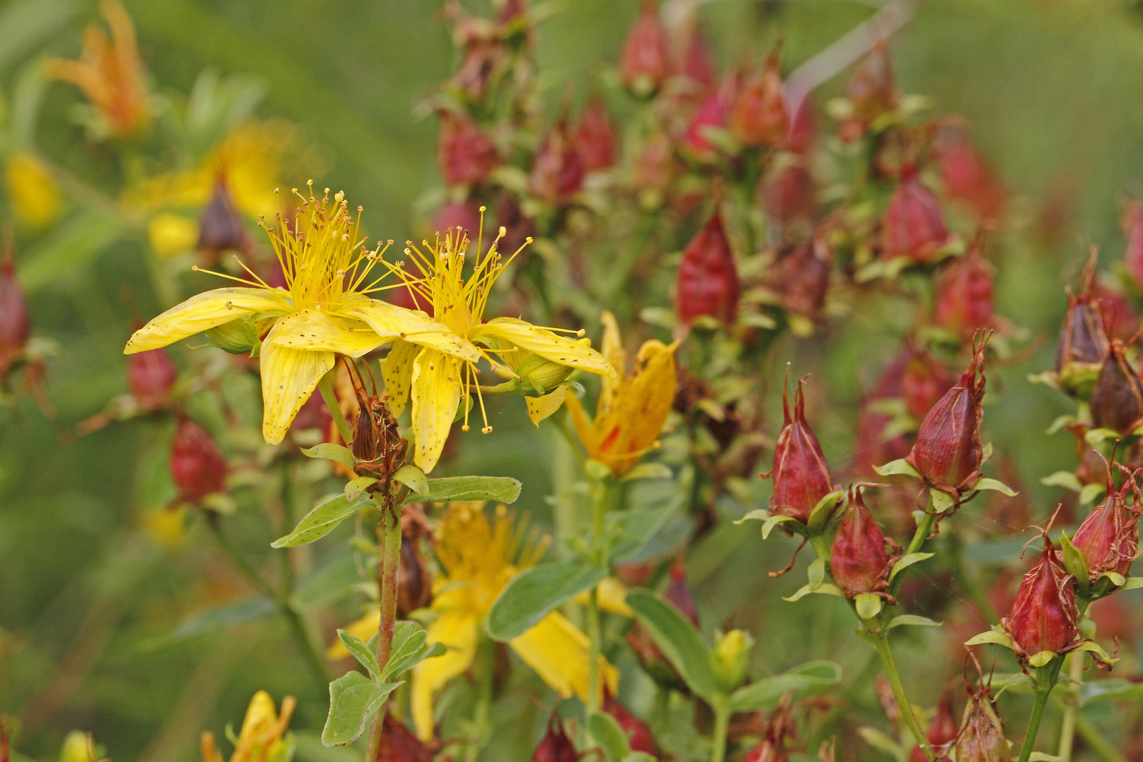 Echtes Johanniskraut (Hypericum perforatum)