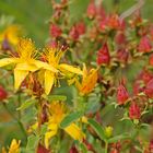 Echtes Johanniskraut (Hypericum perforatum)