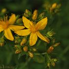 Echtes Johanniskraut (Hypericum perforatum)