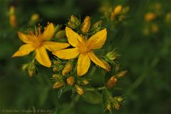 Echtes Johanniskraut (Hypericum perforatum)