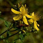 Echtes Johanniskraut (Hypericum perforatum)