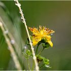 Echtes Johanniskraut (Hypericum perforatum)