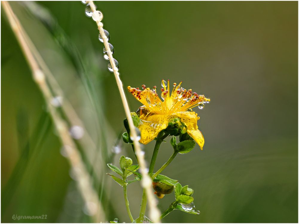 Echtes Johanniskraut (Hypericum perforatum)