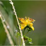 Echtes Johanniskraut (Hypericum perforatum)