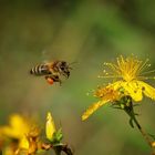 Echtes Johanniskraut (Hypericum perforatum)