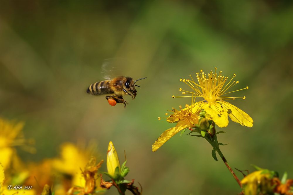 Echtes Johanniskraut (Hypericum perforatum)