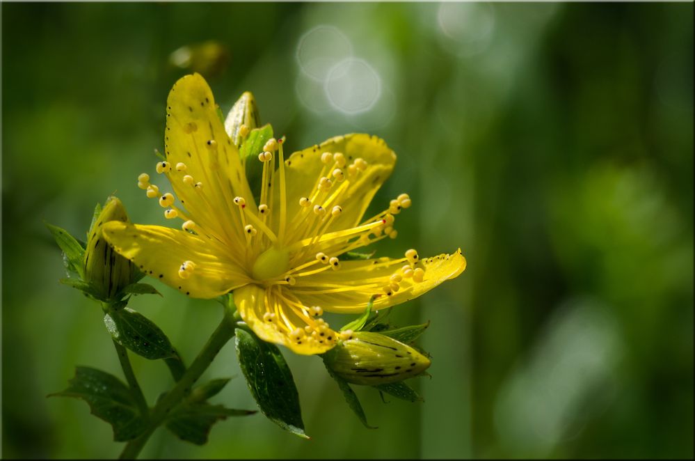 echtes Johanniskraut (Hypericum perforatum)