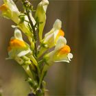 Echtes Leinkraut (Linaria vulgaris) .......