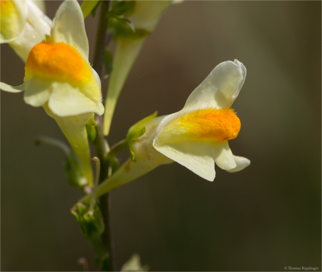 Echtes Leinkraut (Linaria vulgaris) ........