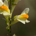 Echtes Leinkraut (Linaria vulgaris) ........