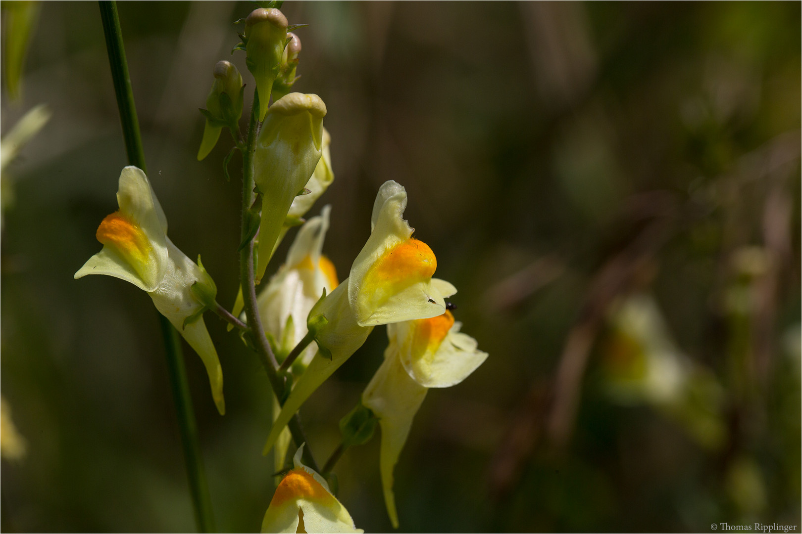 Echtes Leinkraut (Linaria vulgaris) .