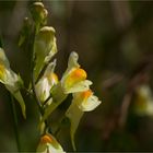 Echtes Leinkraut (Linaria vulgaris) .