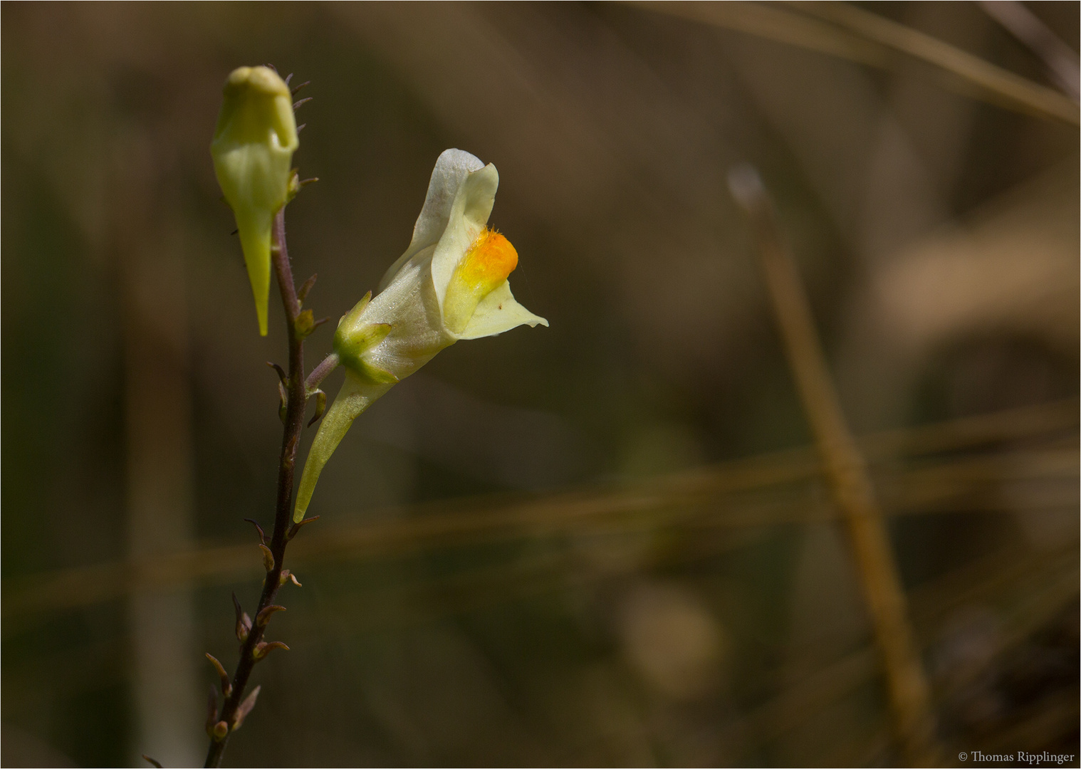 Echtes Leinkraut (Linaria vulgaris) ............