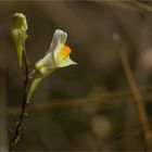 Echtes Leinkraut (Linaria vulgaris) ............