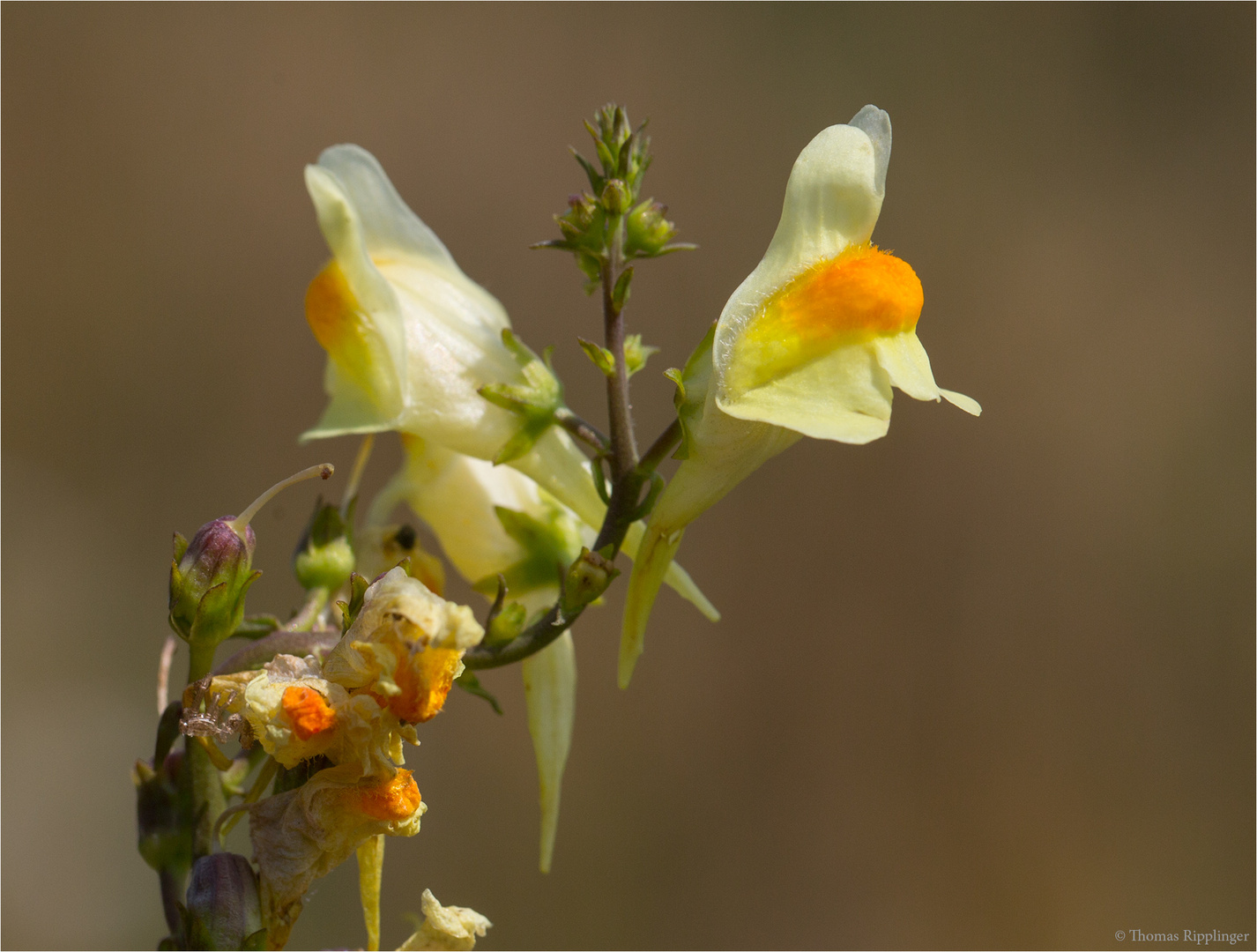 Echtes Leinkraut (Linaria vulgaris) ................