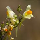 Echtes Leinkraut (Linaria vulgaris) ................