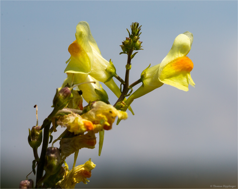 Echtes Leinkraut (Linaria vulgaris)