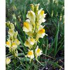 echtes Leinkraut (Linaria vulgaris)