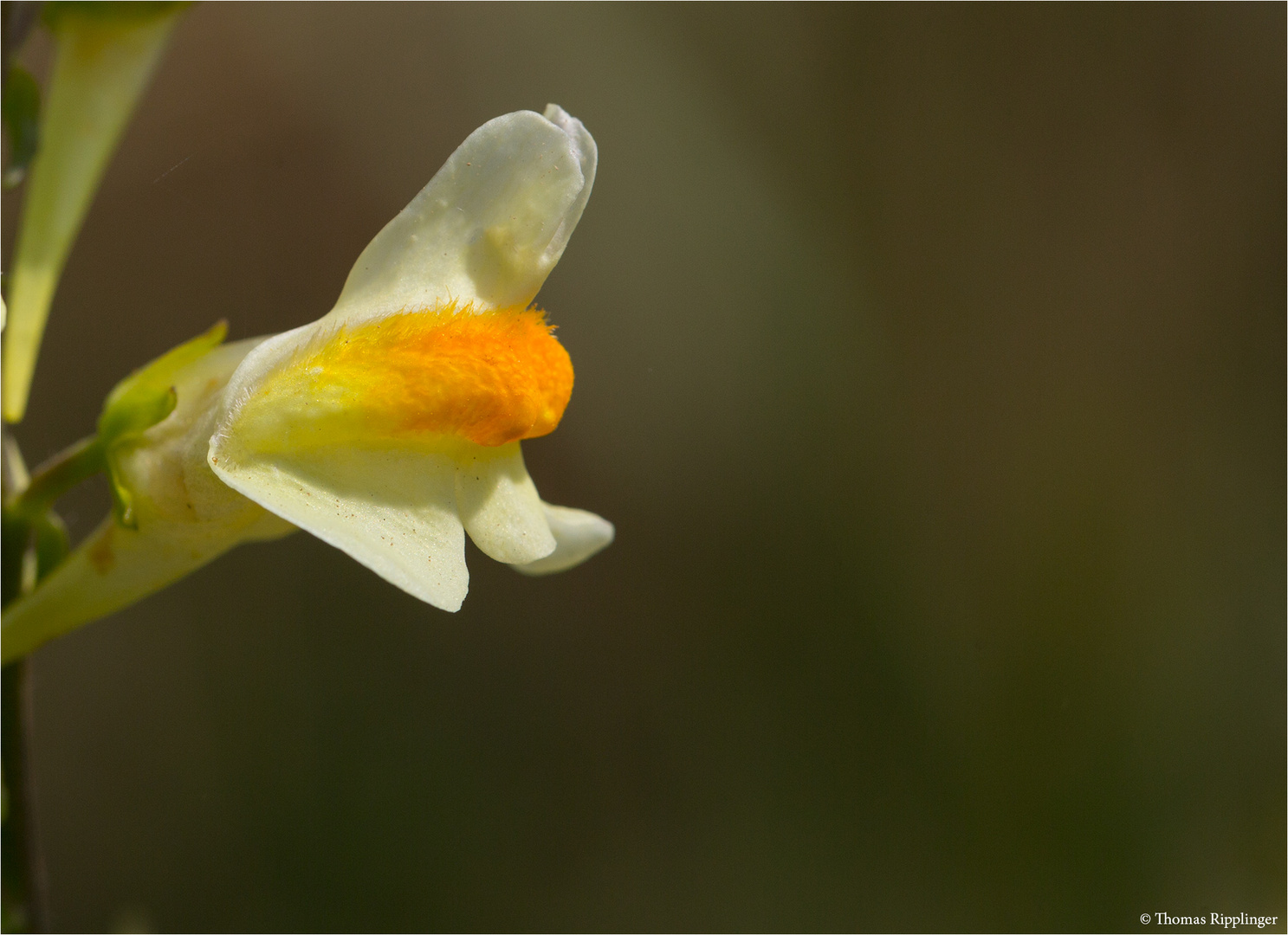 Echtes Leinkraut (Linaria vulgaris) 5189