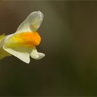 Echtes Leinkraut (Linaria vulgaris) 5189