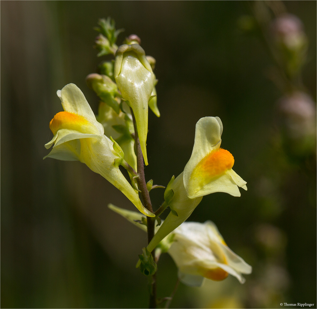 Echtes Leinkraut (Linaria vulgaris) 5194