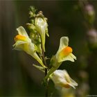 Echtes Leinkraut (Linaria vulgaris) 5194