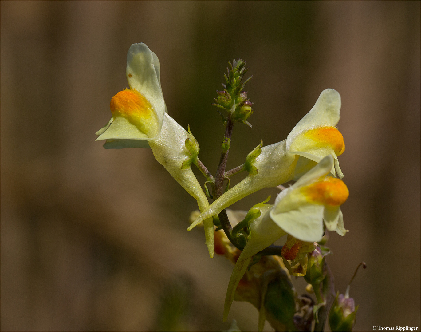 Echtes Leinkraut (Linaria vulgaris) 5203