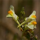 Echtes Leinkraut (Linaria vulgaris) 5206