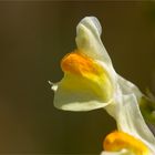 Echtes Leinkraut (Linaria vulgaris)